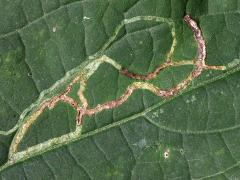 (White Snakeroot Leafminer Fly) upperside mine on White Snakeroot (White Snakeroot Leafminer Fly) upperside mine on White Snakeroot