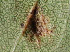 (Hawthorn Gall Midge) underside gall on Cockspur Hawthorn (Hawthorn Gall Midge) underside gall on Cockspur Hawthorn