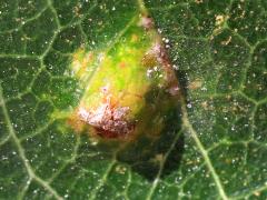 (Hawthorn Gall Midge) upperside gall on Cockspur Hawthorn (Hawthorn Gall Midge) upperside gall on Cockspur Hawthorn