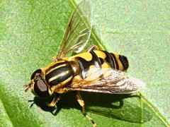 (Narrow-headed Marsh Fly) male dorsal (Narrow-headed Marsh Fly) male dorsal