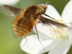(Greater Bee Fly) on False Rue Anemone (Greater Bee Fly) on False Rue Anemone
