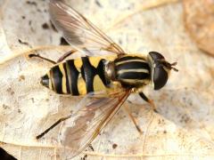 (Narrow-headed Marsh Fly) female (Narrow-headed Marsh Fly) female