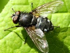 (Calliphoridae Blow Fly) dorsal (Calliphoridae Blow Fly) dorsal