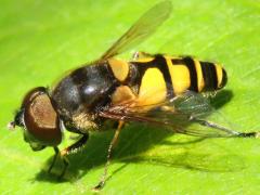 (Transverse Flower Fly) male dorsal (Transverse Flower Fly) male dorsal