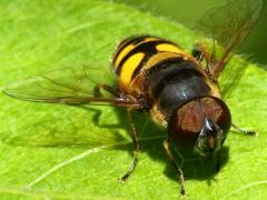(Transverse Flower Fly) male head (Transverse Flower Fly) male head