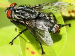 (Sarcophagidae Flesh Fly) dorsal (Sarcophagidae Flesh Fly) dorsal