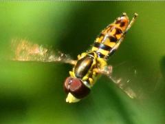 (Eastern Calligrapher) male hovering (Eastern Calligrapher) male hovering