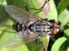(Sarcophagidae Flesh Fly) dorsal (Sarcophagidae Flesh Fly) dorsal