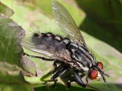 (Sarcophagidae Flesh Fly) lateral (Sarcophagidae Flesh Fly) lateral
