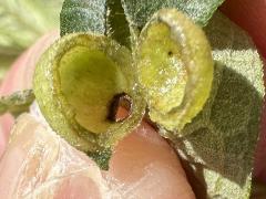 (Sawtooth Sunflower Midge) open gall on Sawtooth Sunflower (Sawtooth Sunflower Midge) open gall on Sawtooth Sunflower