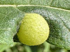 (Sawtooth Sunflower Midge) upperside gall on Sawtooth Sunflower (Sawtooth Sunflower Midge) upperside gall on Sawtooth Sunflower