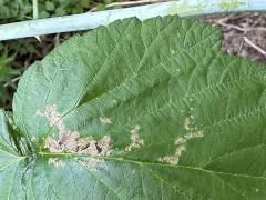 (Vockerothi Leafminer Fly) blotch mine on Black Raspberry (Vockerothi Leafminer Fly) blotch mine on Black Raspberry