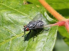 (Sarcophagidae Flesh Fly) lateral (Sarcophagidae Flesh Fly) lateral