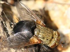 (Archytas Bristle Fly) analis (Archytas Bristle Fly) analis