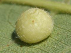 (Hickory Placenta Gall Midge) underside gall on Shagbark Hickory (Hickory Placenta Gall Midge) underside gall on Shagbark Hickory