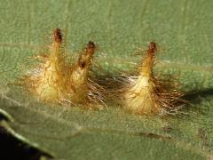 (Hickory Spiny Gall Midge) underside galls on Shagbark Hickory (Hickory Spiny Gall Midge) underside galls on Shagbark Hickory