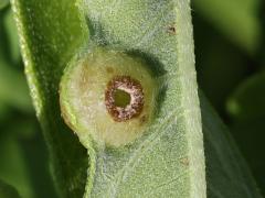 (Sawtooth Sunflower Midge) underside gall on Sawtooth Sunflower (Sawtooth Sunflower Midge) underside gall on Sawtooth Sunflower