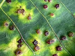 (Hickory Spiny Gall Midge) upperside galls on Shagbark Hickory (Hickory Spiny Gall Midge) upperside galls on Shagbark Hickory