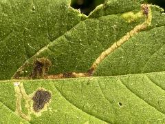 (Liriomyza Leafminer Fly) upperside mine on Giant Ragweed (Liriomyza Leafminer Fly) upperside mine on Giant Ragweed