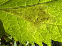 (Calycomyza Leafminer Fly) underside mine on White Snakeroot (Calycomyza Leafminer Fly) underside mine on White Snakeroot