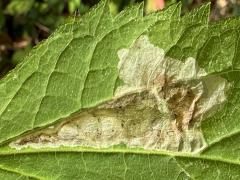 (Calycomyza Leafminer Fly) upperside mine on White Snakeroot (Calycomyza Leafminer Fly) upperside mine on White Snakeroot