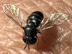 (Paragus Grass Skimmer Fly) frontal (Paragus Grass Skimmer Fly) frontal