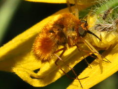 (Bombyliinae Bee Fly) dorsal (Bombyliinae Bee Fly) dorsal