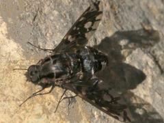 (Tiger Bee Fly) dorsal (Tiger Bee Fly) dorsal