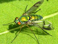 (Sipho Long-legged Fly) basking (Sipho Long-legged Fly) basking