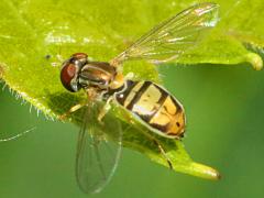 (Margined Calligrapher) female (Margined Calligrapher) female