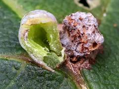(Contarinia Gall Midge) open gall on Box Elder (Contarinia Gall Midge) open gall on Box Elder