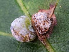 (Contarinia Gall Midge) upperside gall on Box Elder (Contarinia Gall Midge) upperside gall on Box Elder