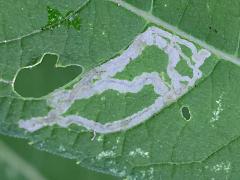 (Liriomyza Leafminer Fly) upperside mine on Wingstem (Liriomyza Leafminer Fly) upperside mine on Wingstem