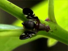 (Common Picture-winged Fly) female (Common Picture-winged Fly) female