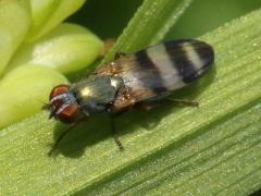 (Chaetopsis Banded-wing Fly) female (Chaetopsis Banded-wing Fly) female