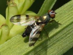 (Chaetopsis Banded-wing Fly) female ovipositor (Chaetopsis Banded-wing Fly) female ovipositor