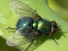 (Marsh Greenbottle Fly) dorsal (Marsh Greenbottle Fly) dorsal