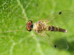 (Modestus Snipe Fly) dorsal (Modestus Snipe Fly) dorsal