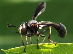 (Common Eastern Physocephala) male (Common Eastern Physocephala) male