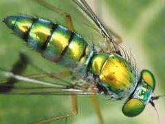 (Sipho Long-legged Fly) male (Sipho Long-legged Fly) male