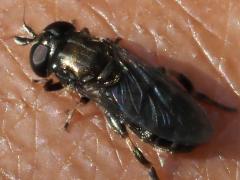 (Eumerus Syrphid Fly) female dorsal (Eumerus Syrphid Fly) female dorsal