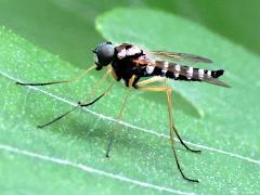 (Ornate Snipe Fly) male lateral (Ornate Snipe Fly) male lateral
