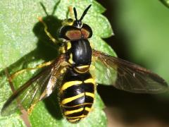 (Chrysotoxum Meadow Fly) male dorsal (Chrysotoxum Meadow Fly) male dorsal