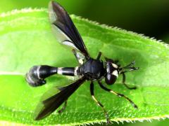 (Common Eastern Physocephala) dorsal (Common Eastern Physocephala) dorsal