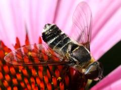 (Lateral Bee Fly) dorsal (Lateral Bee Fly) dorsal