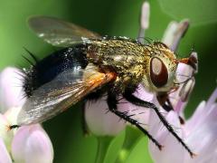(Archytas Bristle Fly) female frontal (Archytas Bristle Fly) female frontal