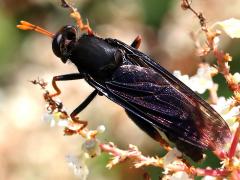 (Golden-legged Mydas Fly) dorsal (Golden-legged Mydas Fly) dorsal
