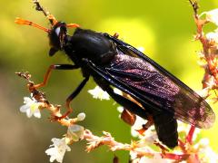 (Golden-legged Mydas Fly) profile (Golden-legged Mydas Fly) profile