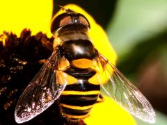 (Transverse Flower Fly) female dorsal (Transverse Flower Fly) female dorsal