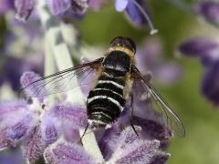 (Lateral Bee Fly) on Catmint (Lateral Bee Fly) on Catmint